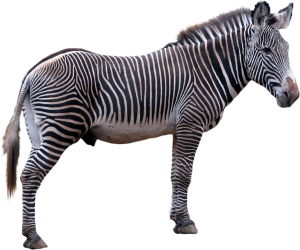 Zebra PNG image-8963